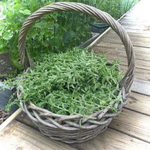 oregano harvest