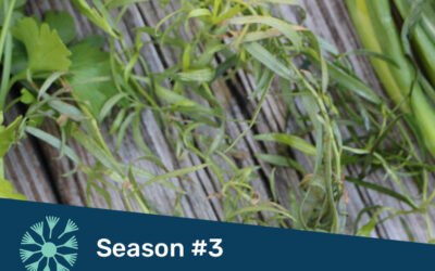 Herbs: When to Grow, Forage or Buy
