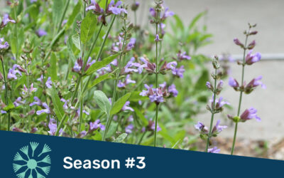 All About Sage + Propagating Herbs – Autumn Equinox Special!
