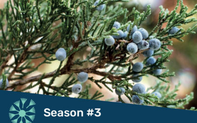 2025 Recap and Reflection + All about Juniper: Winter Solstice Episode!