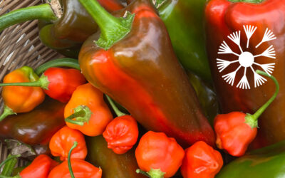 All about PEPPERS in the garden, kitchen, and apothecary!