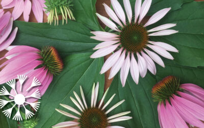 Ten Plants You Need to Grow This Year