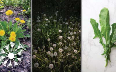 All About Dandelions: Medicine Making and Culinary Creations
