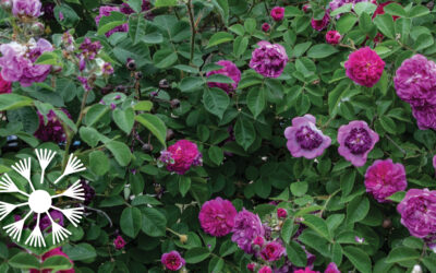 All About ROSES