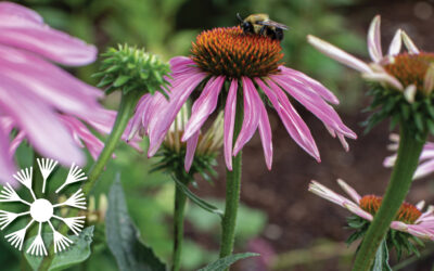 All About Echinacea and Plants That Heal
