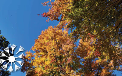 Late Fall Garden Chores